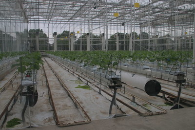 中國未來農業一窺 生態農業開發的機遇、路徑與愿景