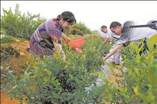 壽寧縣天池生態農業開發 打造鄉村休閑度假區新典范