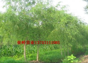 依嶺而生，以農興綠 探析河北依嶺生態農業開發公司的綠色發展之路