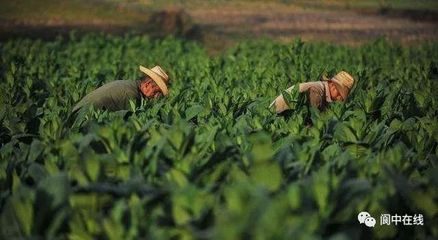 閬中五鄉鎮榮膺國家級生態農業榮譽，鄉村振興再添新名片