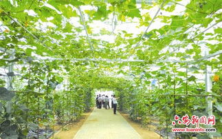 堅持綠色發展，打造生態農業新篇章